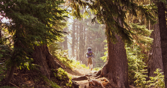 Why Forest Bathing Works