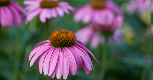 Practitioner Tips for Stronger Immunity