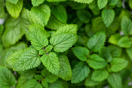 3 Delicious Lemon Balm Tea Recipes