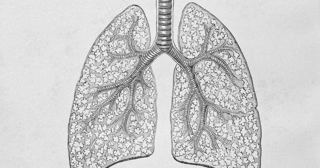 An artists impression of the lungs
