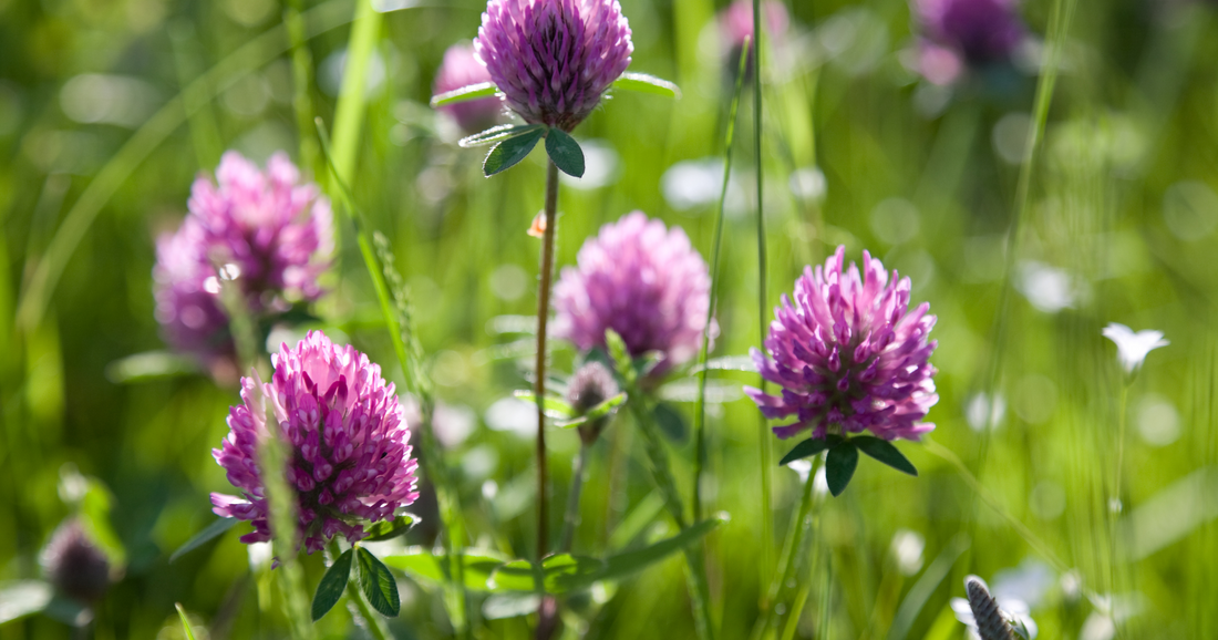 Menopause Support: How to Navigate the Change Naturally and Feel Like Yourself Again