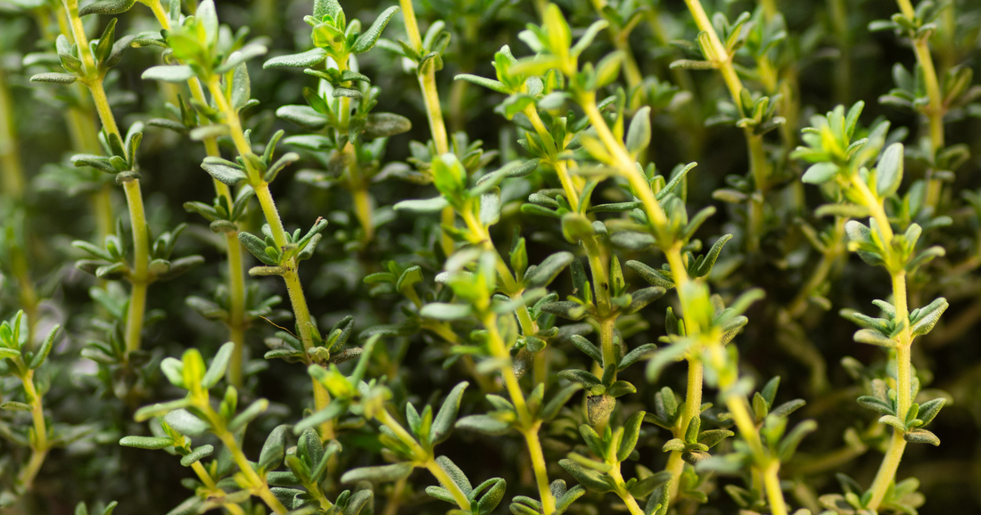 Seasonal Eating in November: Warming Foods That Boost Mood & Immunity