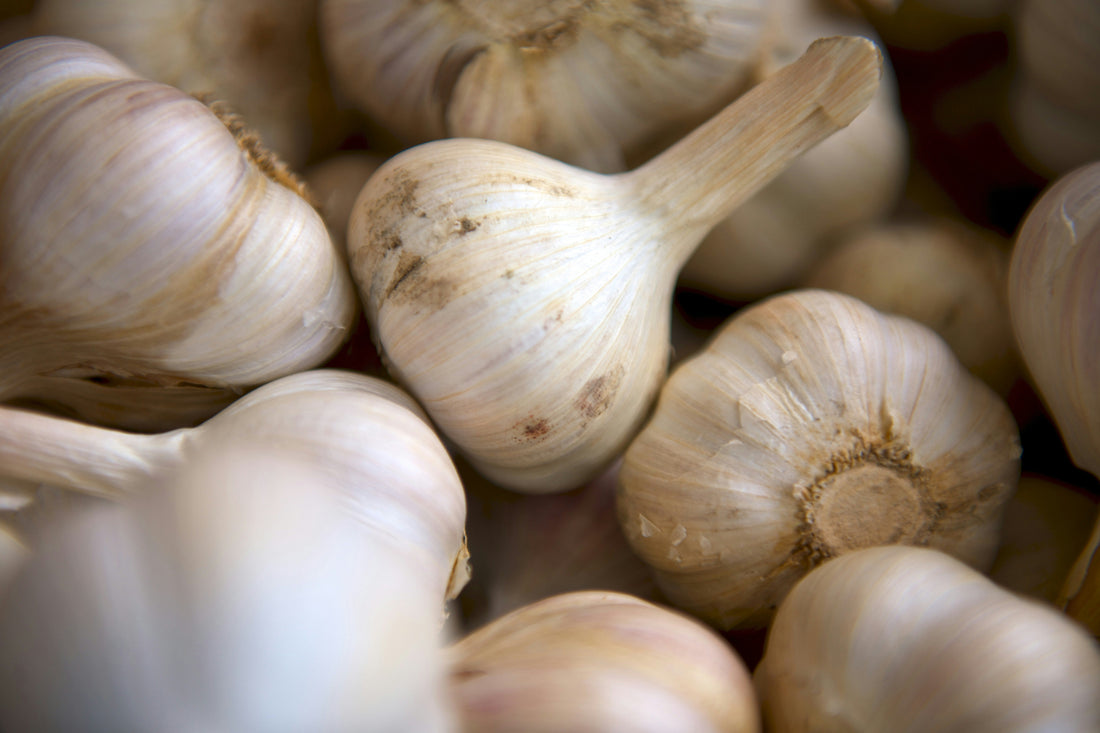 Garlic Oxymel: A Powerful  Antimicrobial Remedy