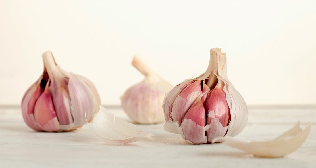 Garlic Oil for Ear Infections
